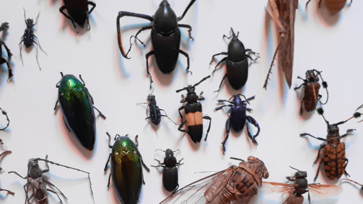 CANCELED - Bug Chicks: Entomology Rules!