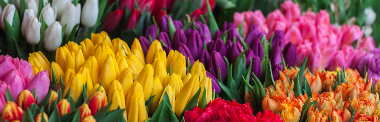 CANCELED – Tulip Sale Coming Soon!